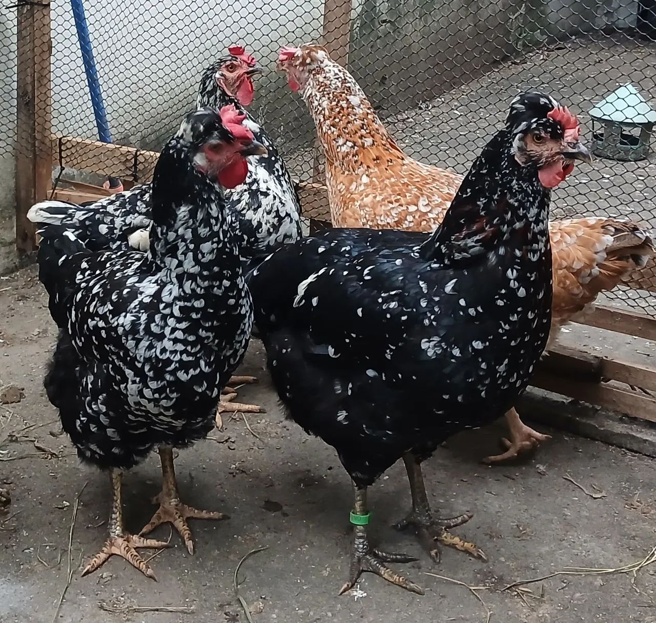 Ovos férteis gsb  - Foto 3