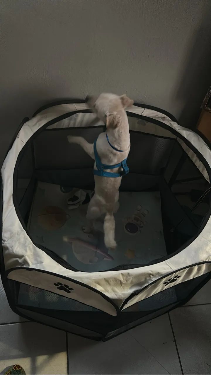 Doação de cachorro  - Foto 5