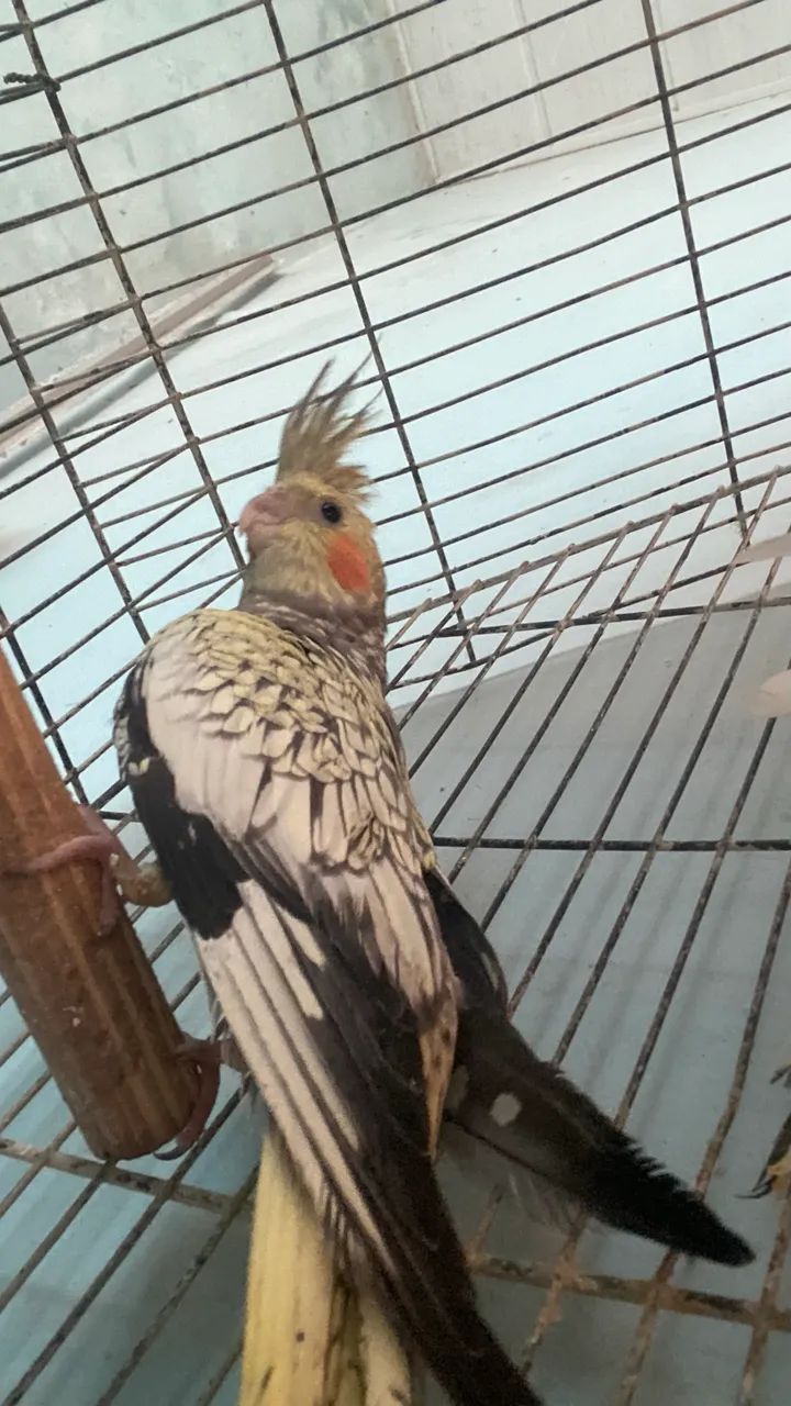 Gaiola calopseta  - Foto 2