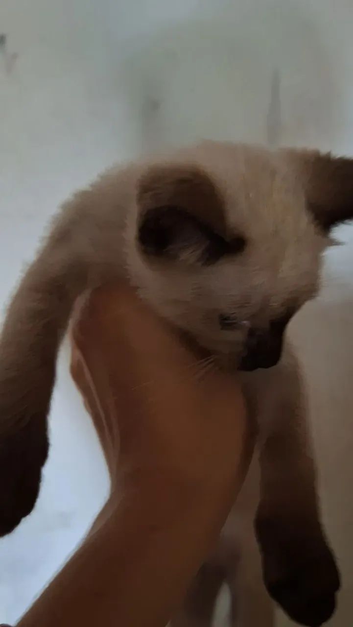 Gata Siamês  - Foto 4