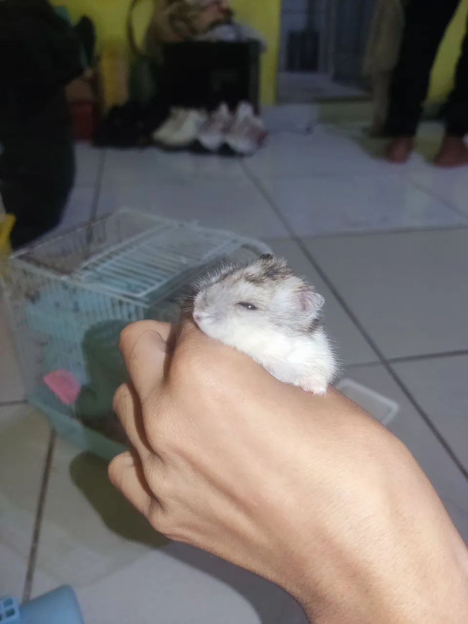 VENDO HAMSTER ?  - Foto 2