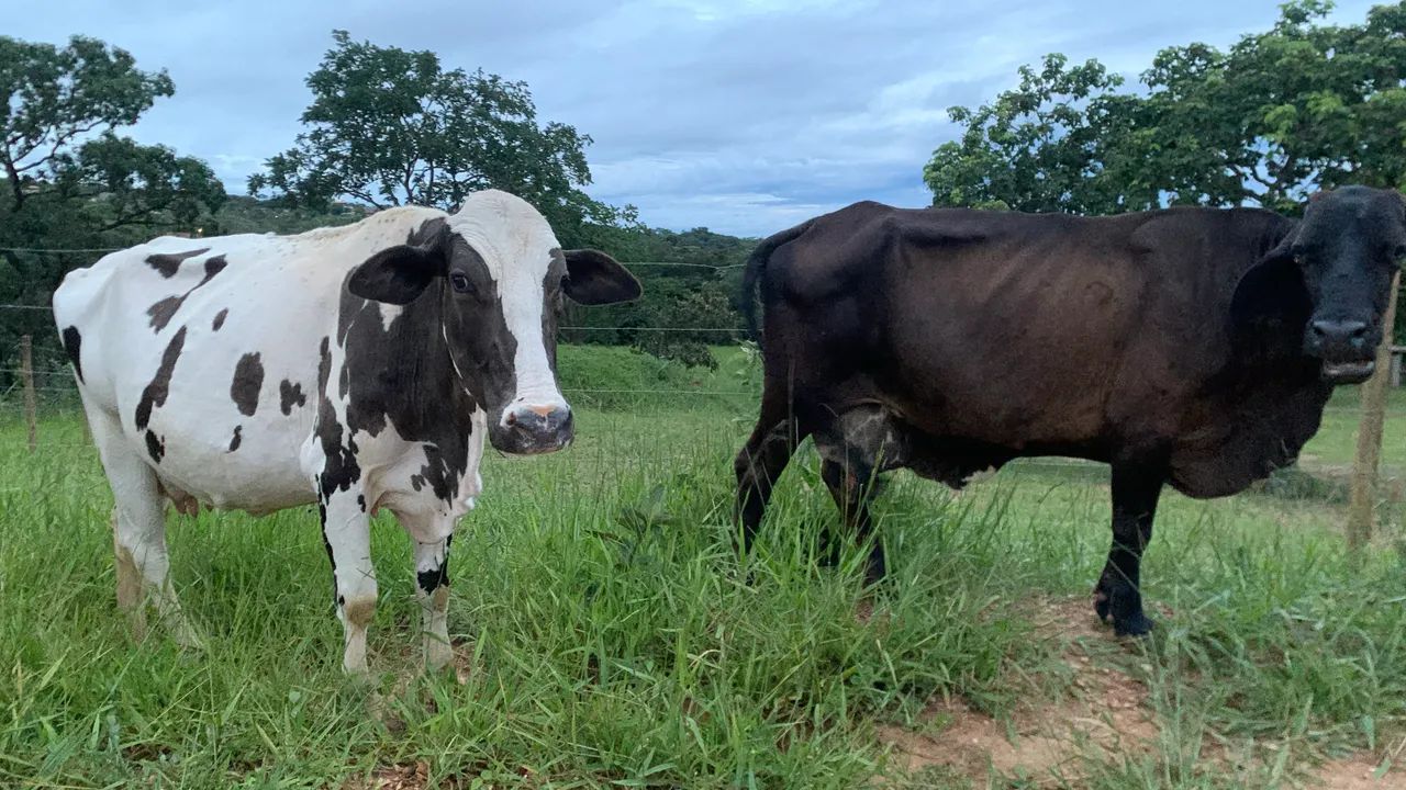 Duas vacas leiteiras  - Foto 2