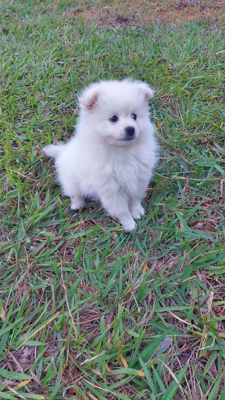 Spitz Alemão  - Foto 4