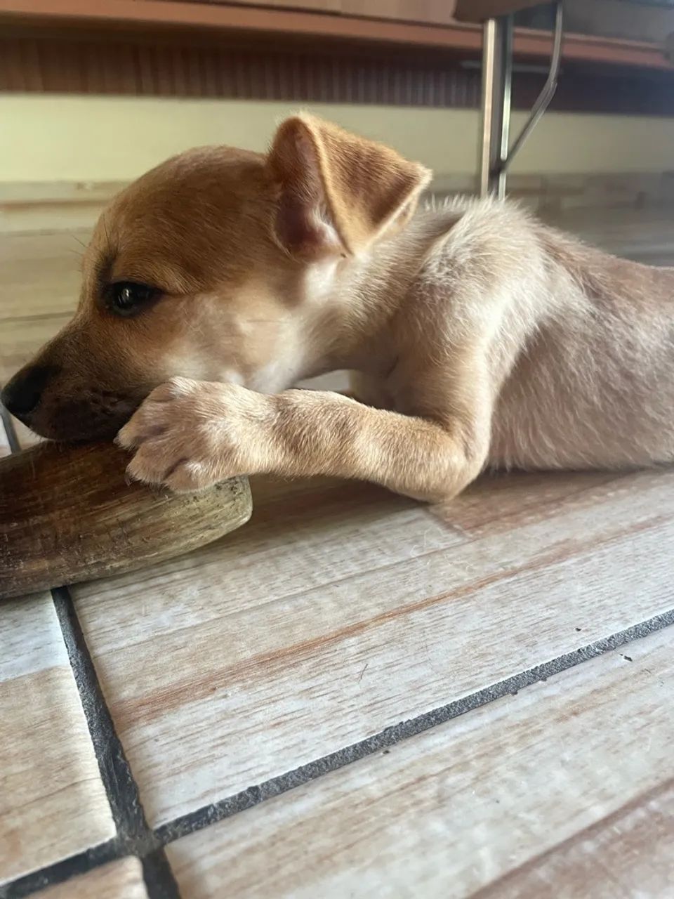 Cachorrinha  - Foto 2
