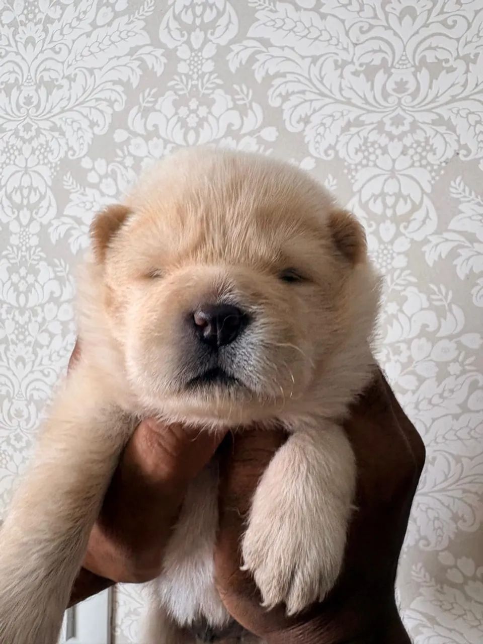 FILHOTES DE CHOW CHOW - Foto 2