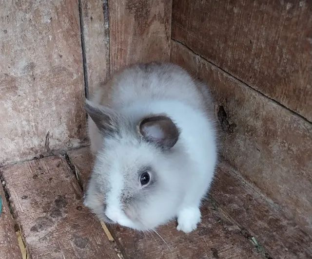 Coelhos - Foto 3