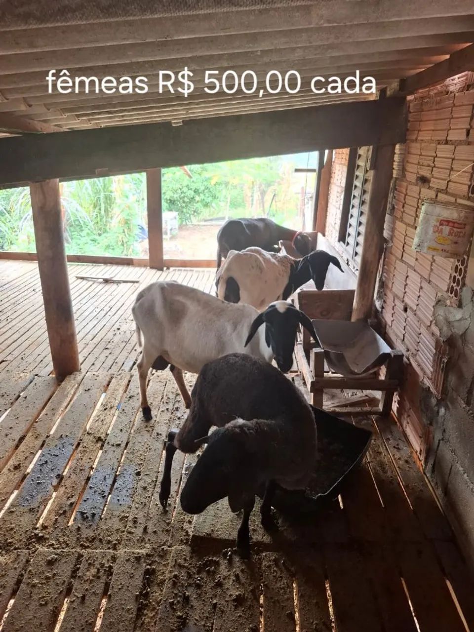 Venda de Animais de Fazenda - Foto 3