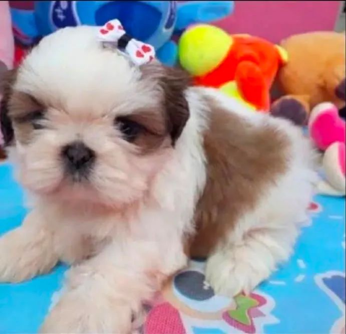 Bebês shihtzu mini  - Foto 4