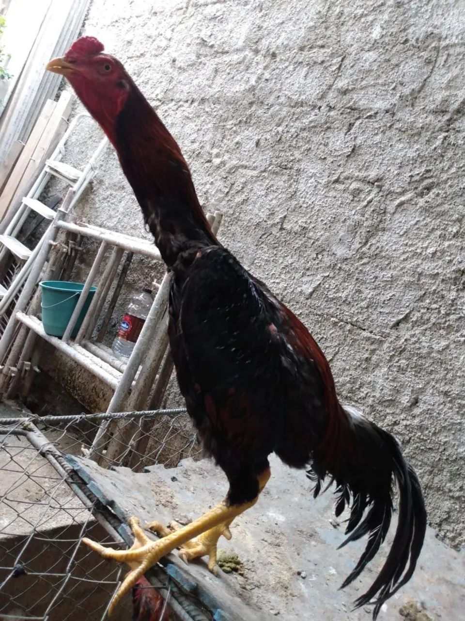 Frango Tailandes  - Foto 2
