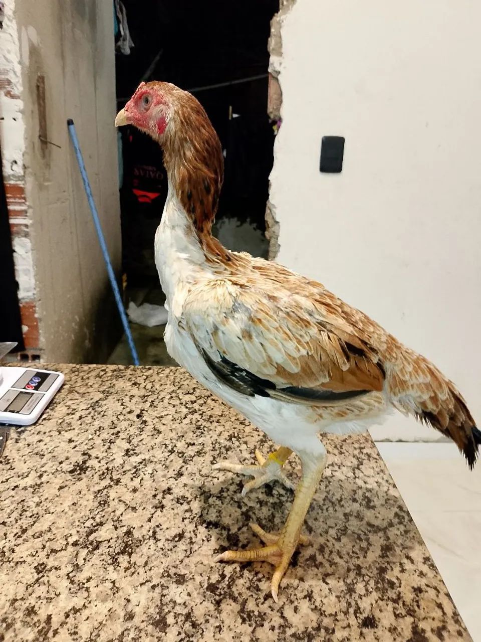Galinhas - Foto 2