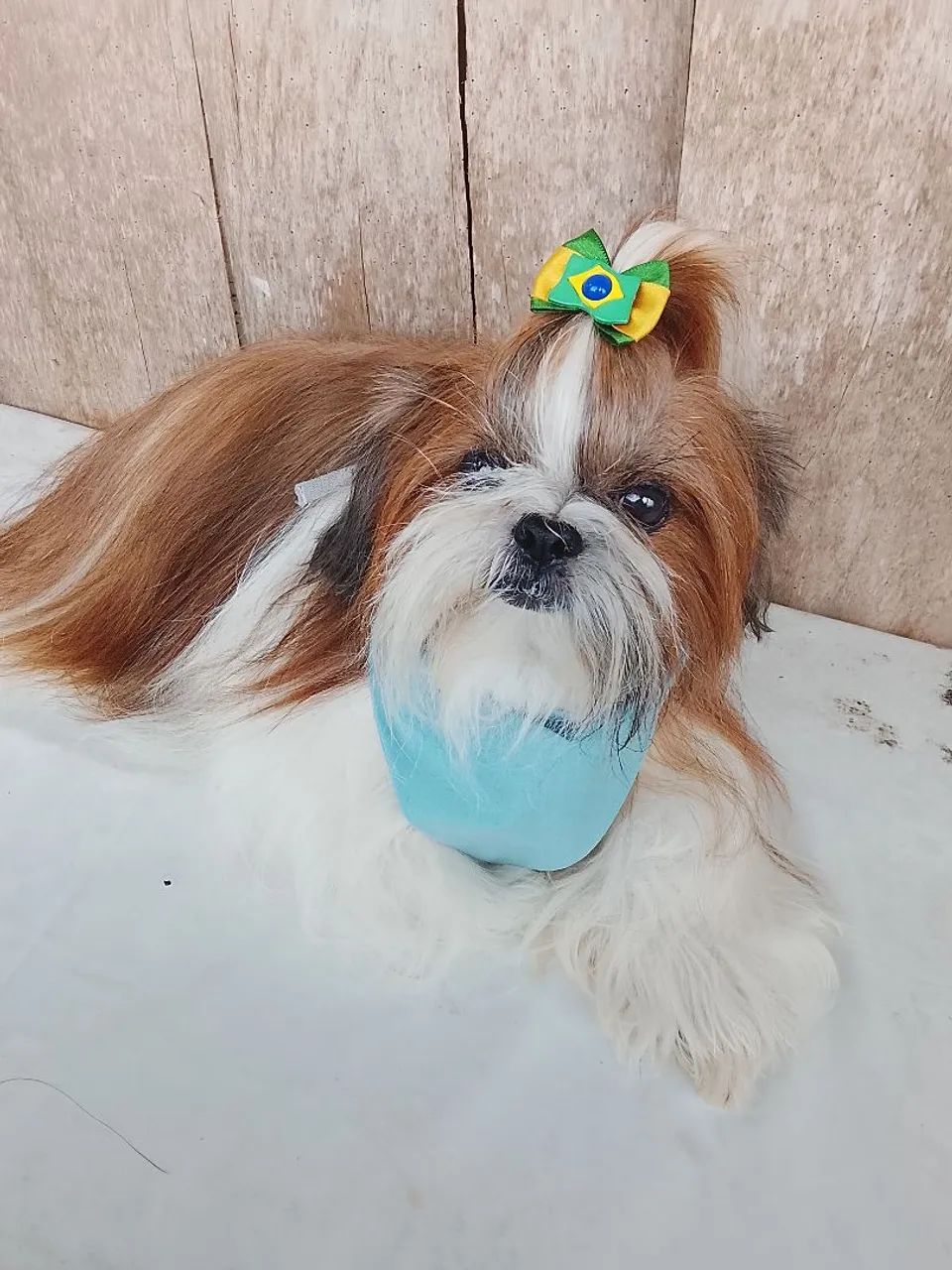 Banho e tosa a domicílio e babá pet  - Foto 5