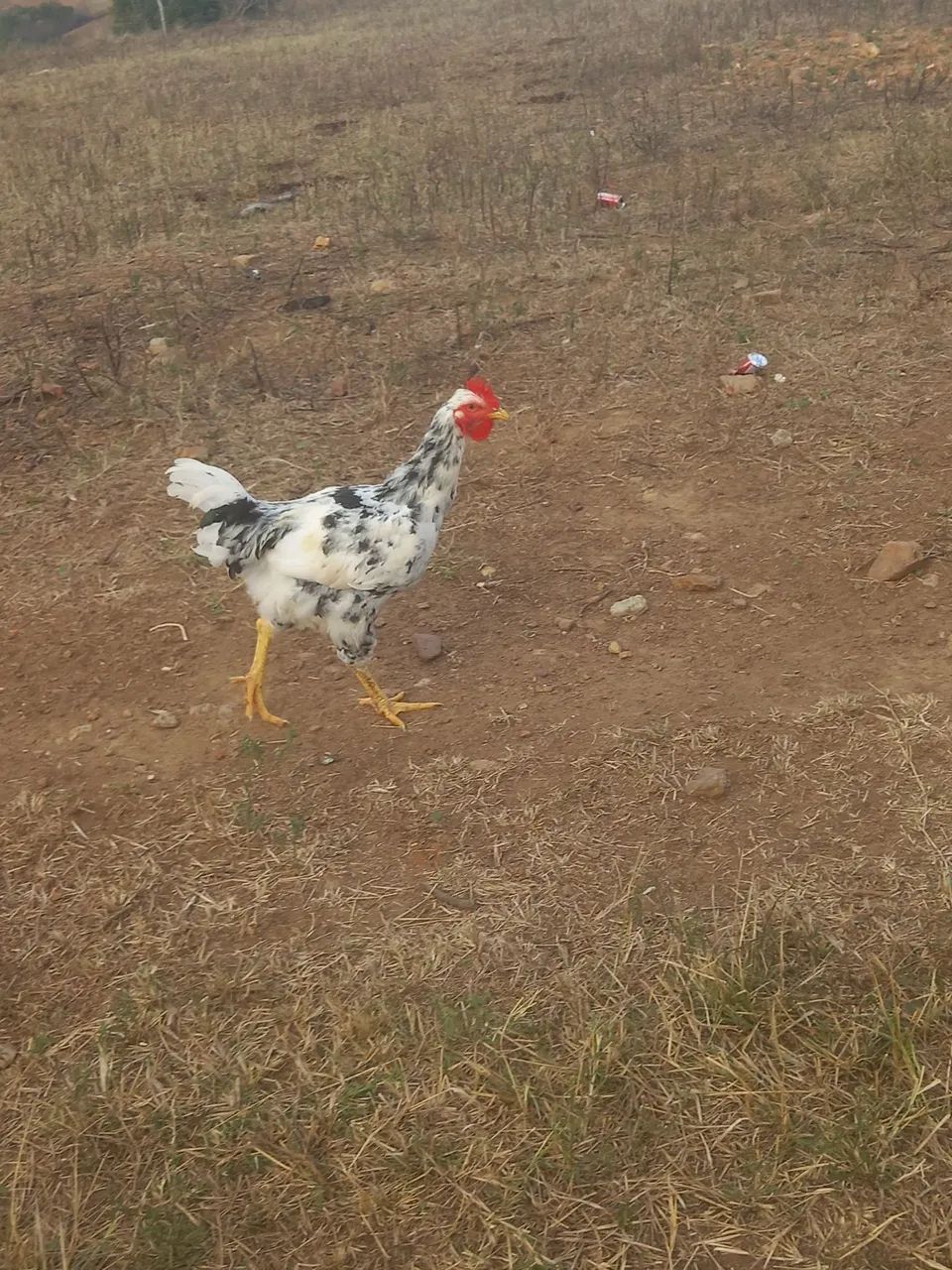Frango gsb  - Foto 2