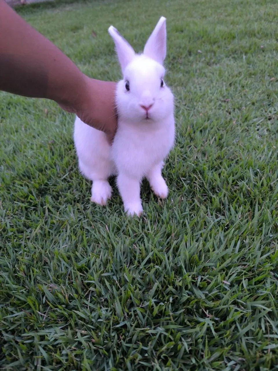 Netherland Dwarf (Coelho Anão) - Foto 6