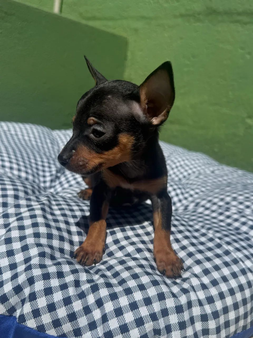 Pinscher zero macho - Foto 3