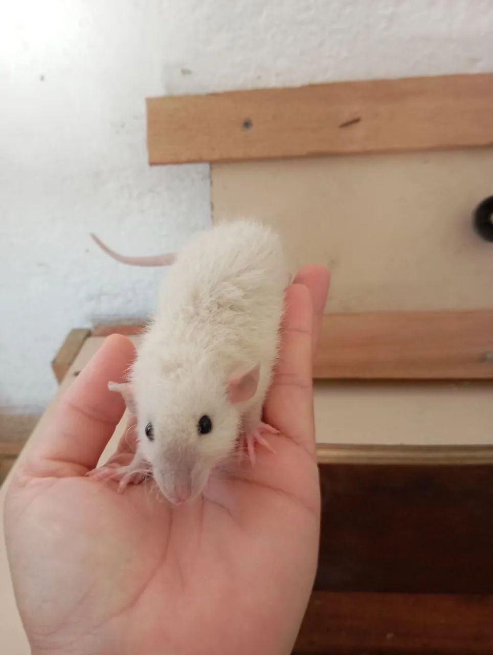 Ratinhos Twister 3 meses, somente machos no momento  - Foto 4