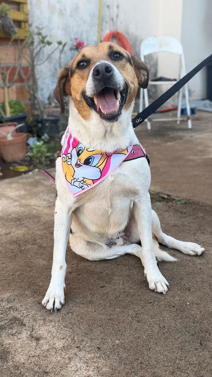 Adoção responsável  - Foto 4