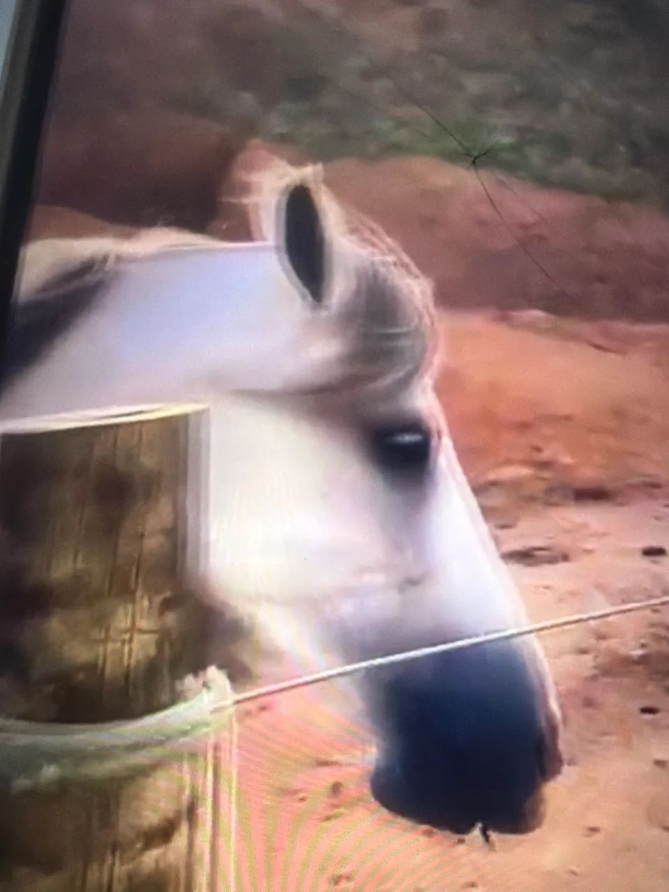 Cavalo manga larga  - Foto 2