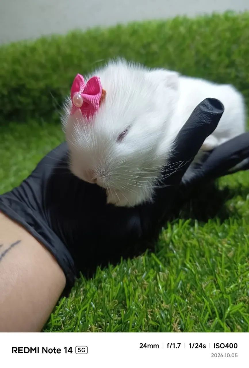 Coelho mini lope 