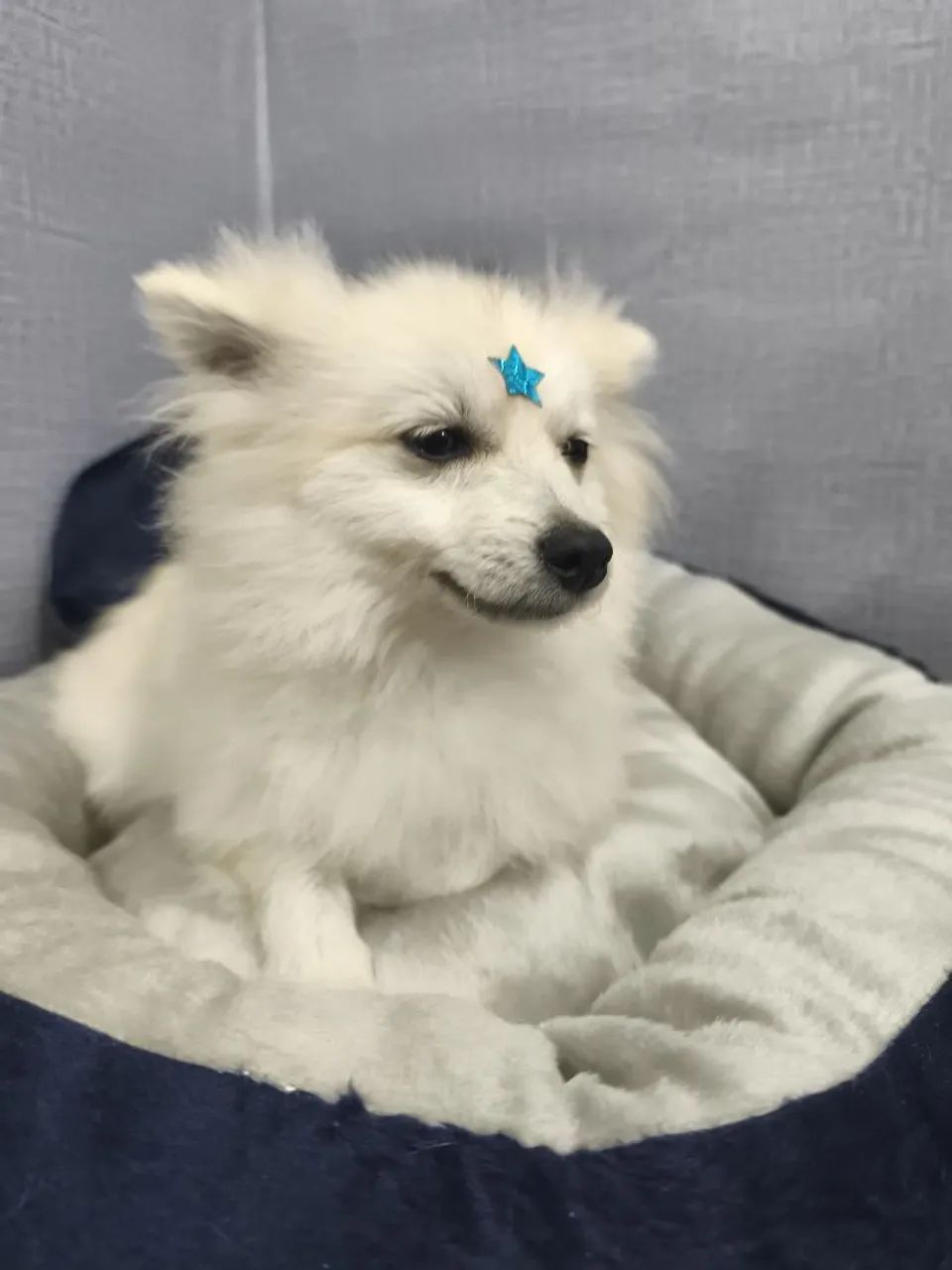 Sptiz macho 