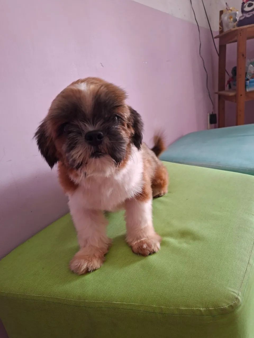 Shihtzu macho 10 meses - Foto 6