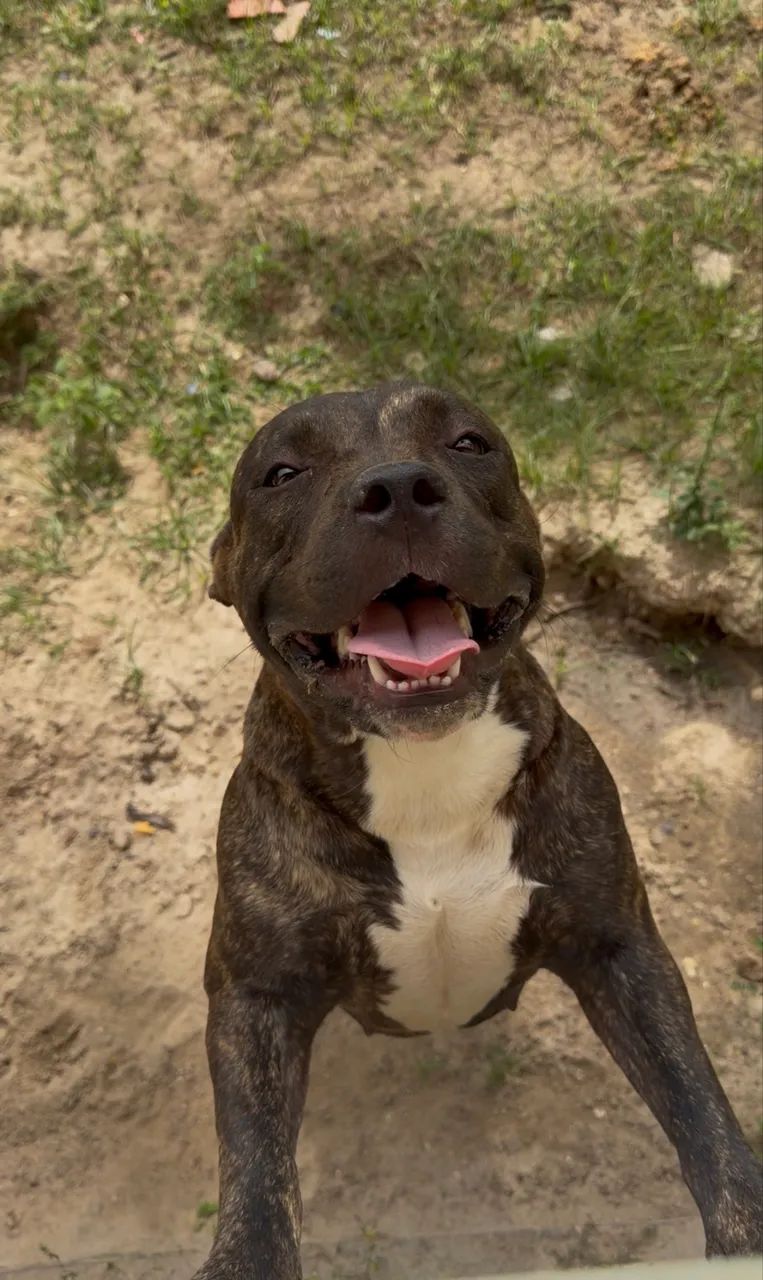 American Bully - Foto 4