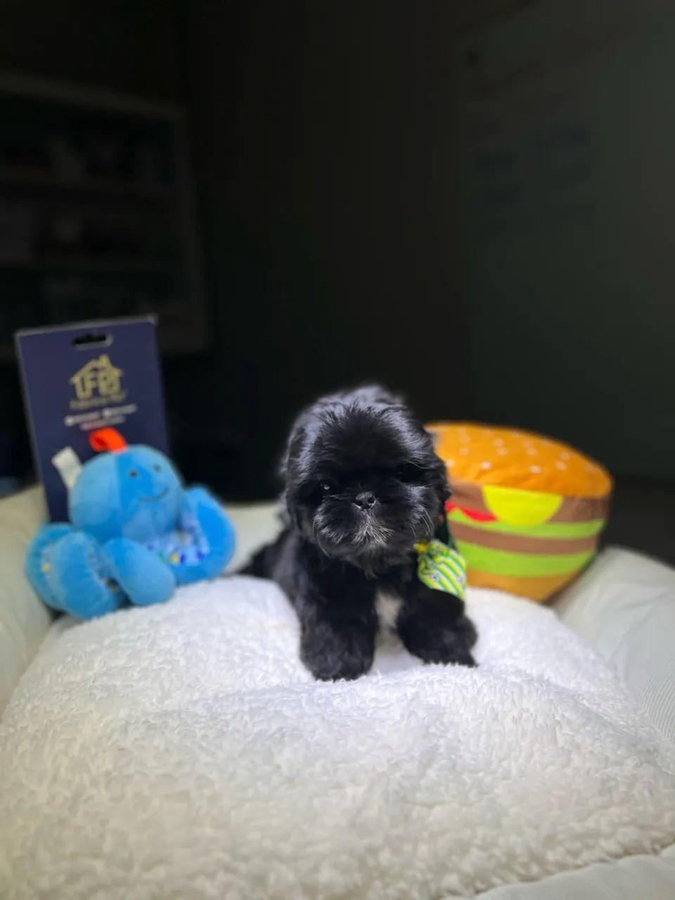 SHIHTZU MACHO