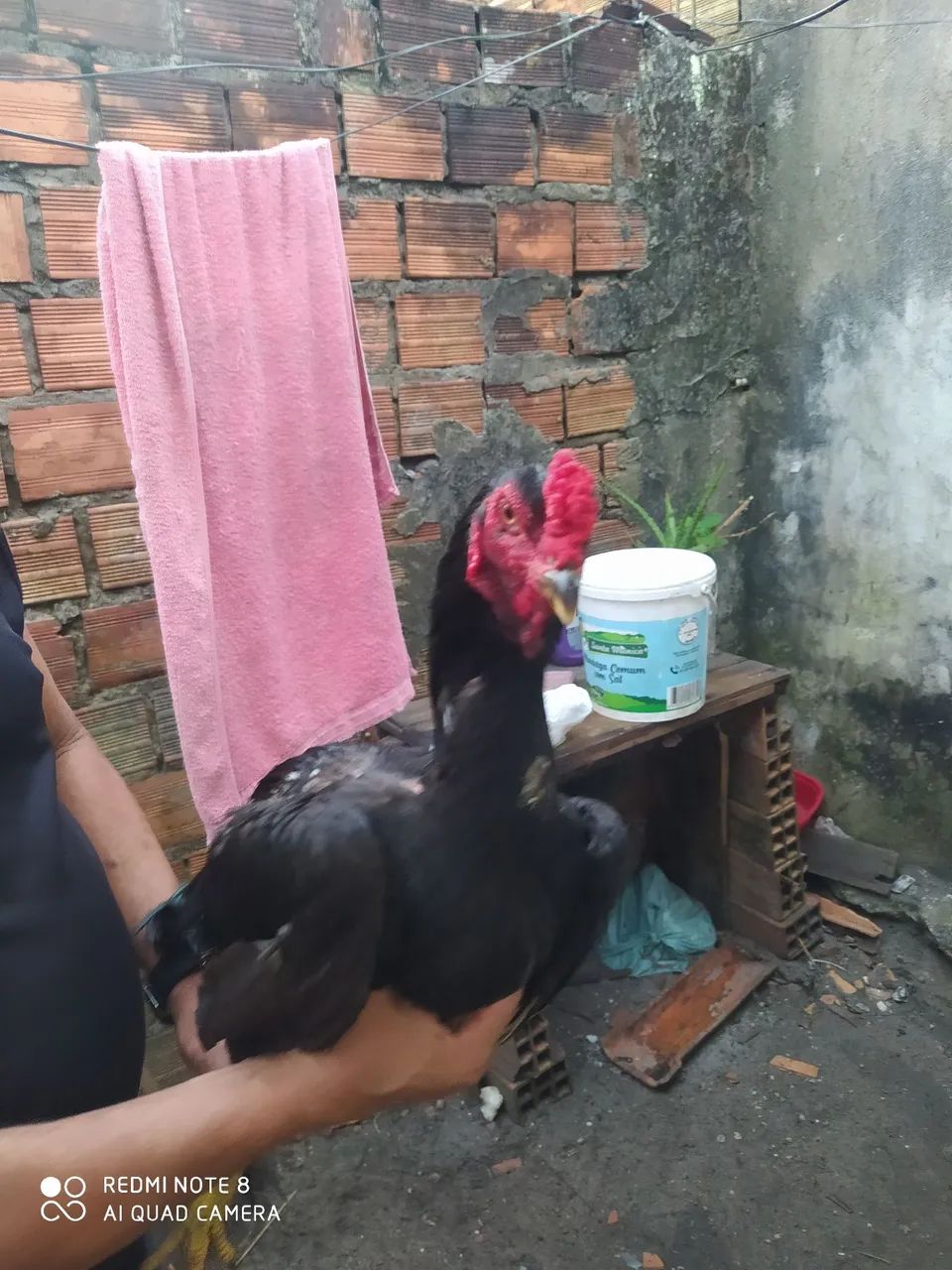 Frango de raça de moura - Foto 3