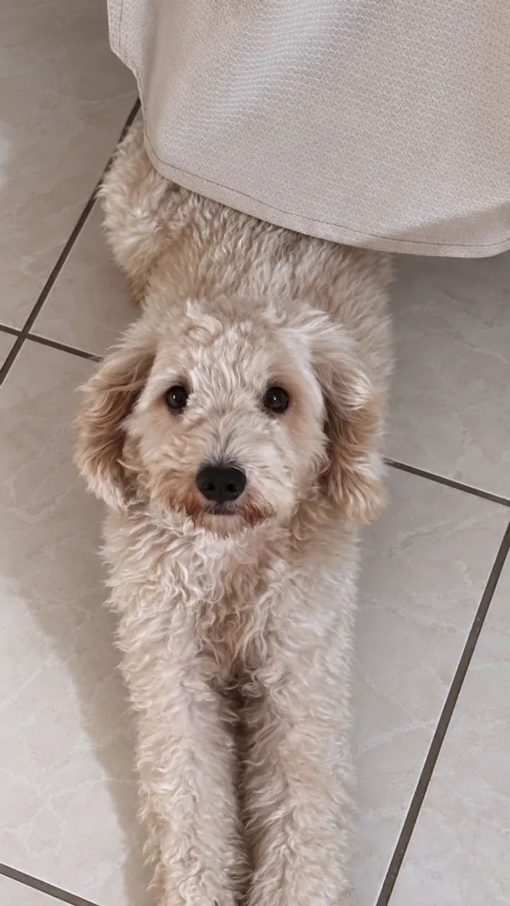 Filhote de poodle - Foto 4