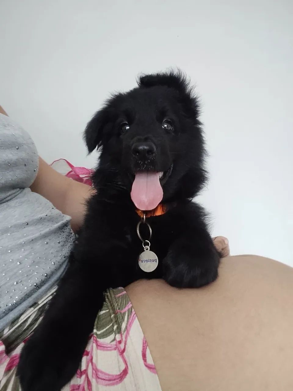 Para adoção! Pastor alemão preto 3 meses, fêmea  - Foto 3