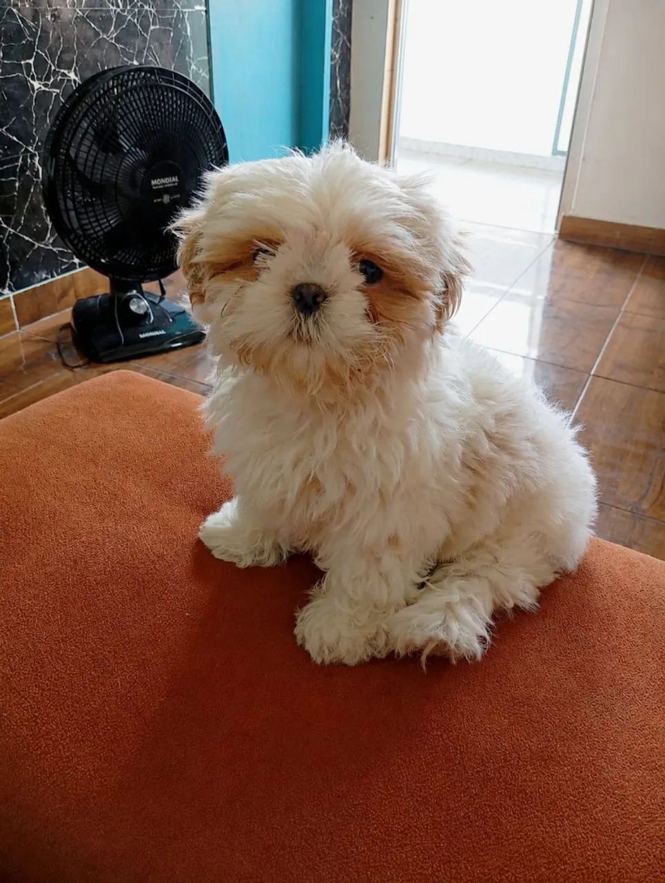 Cachorro fofinho e dócio - Foto 2