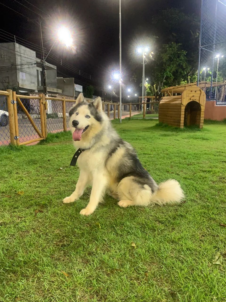 Doar cachorro 