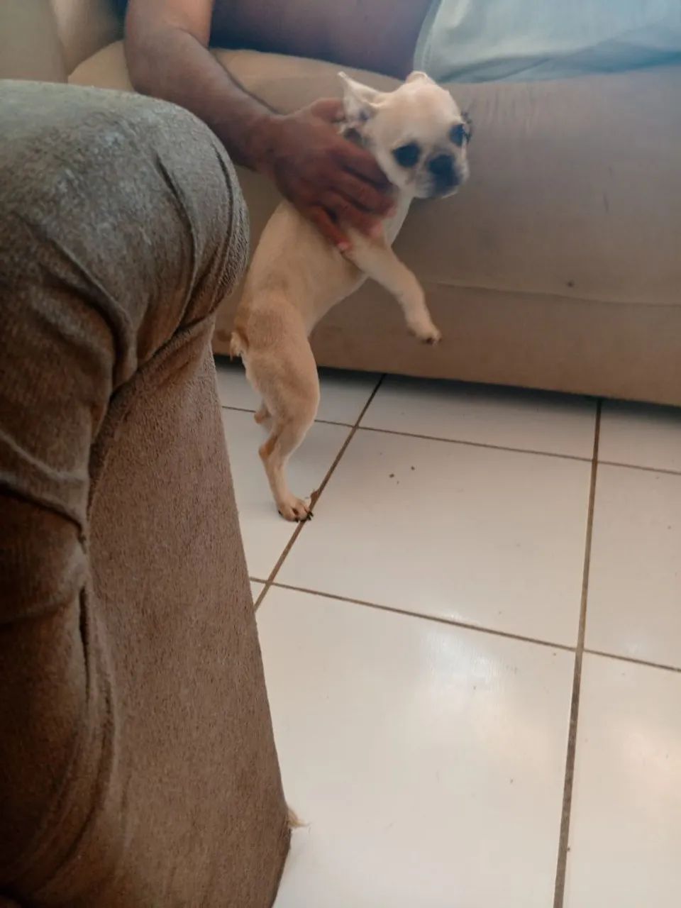 Budog francês  - Foto 2