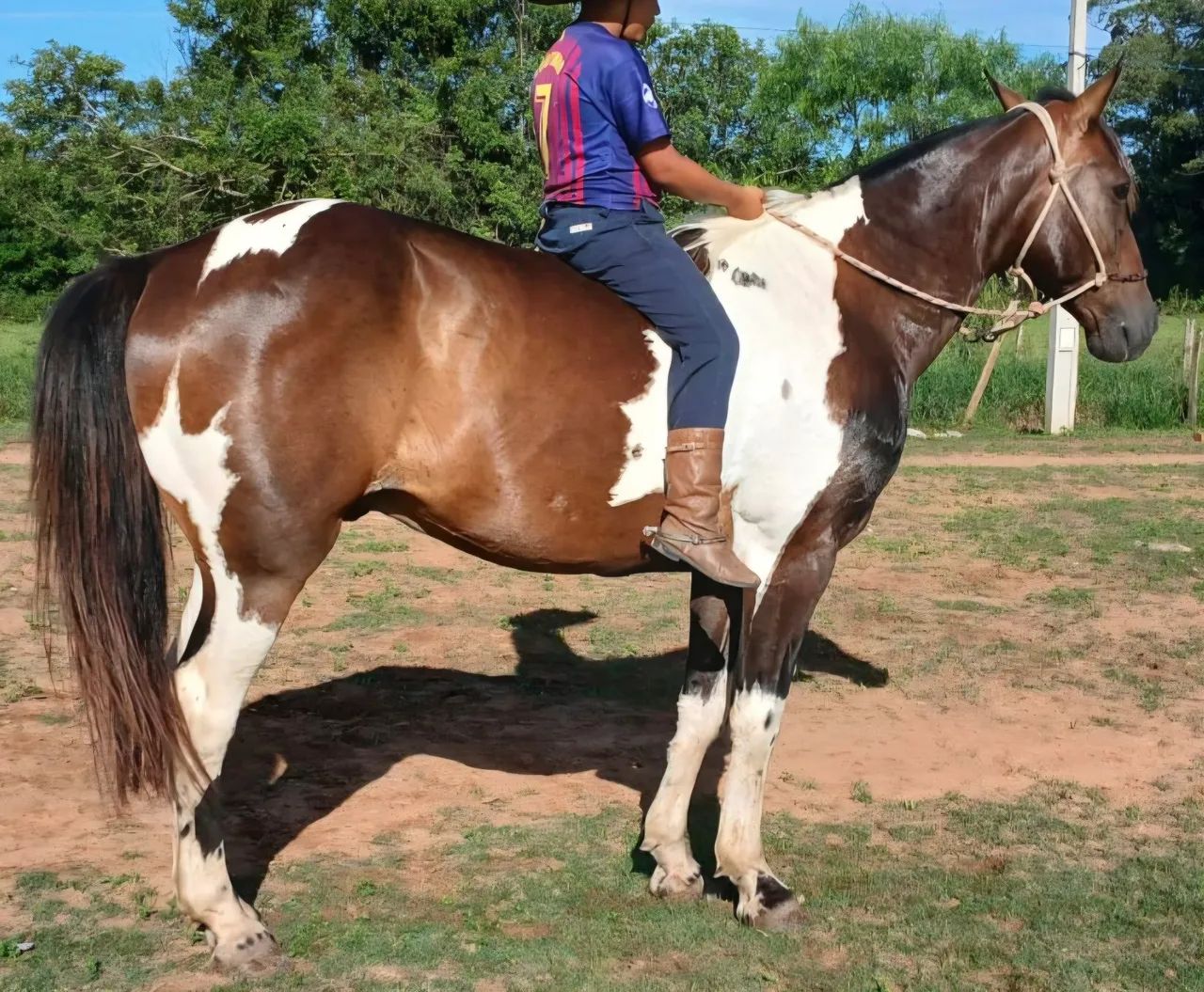 Tobiano castrado muito mansinho e enorme - Foto 5