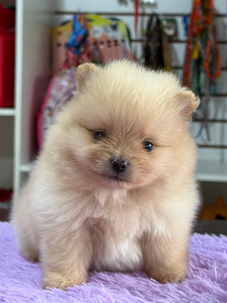 Vendo filhotes de Spitz Alemão  - Foto 4