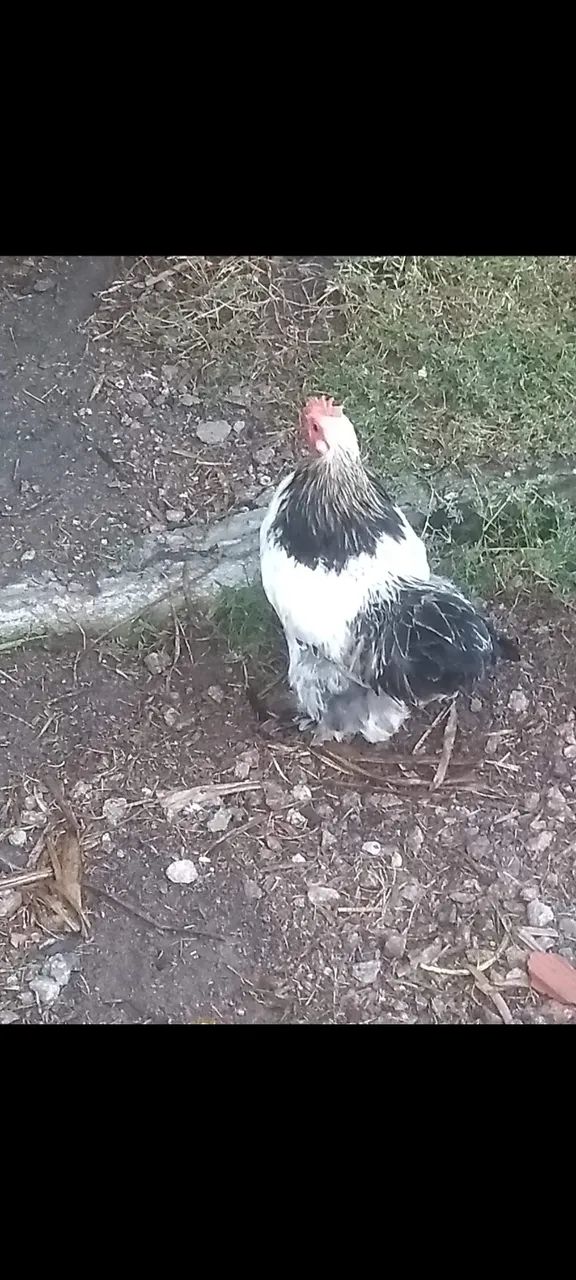 Para ir hoje Galinhas mini cochim
