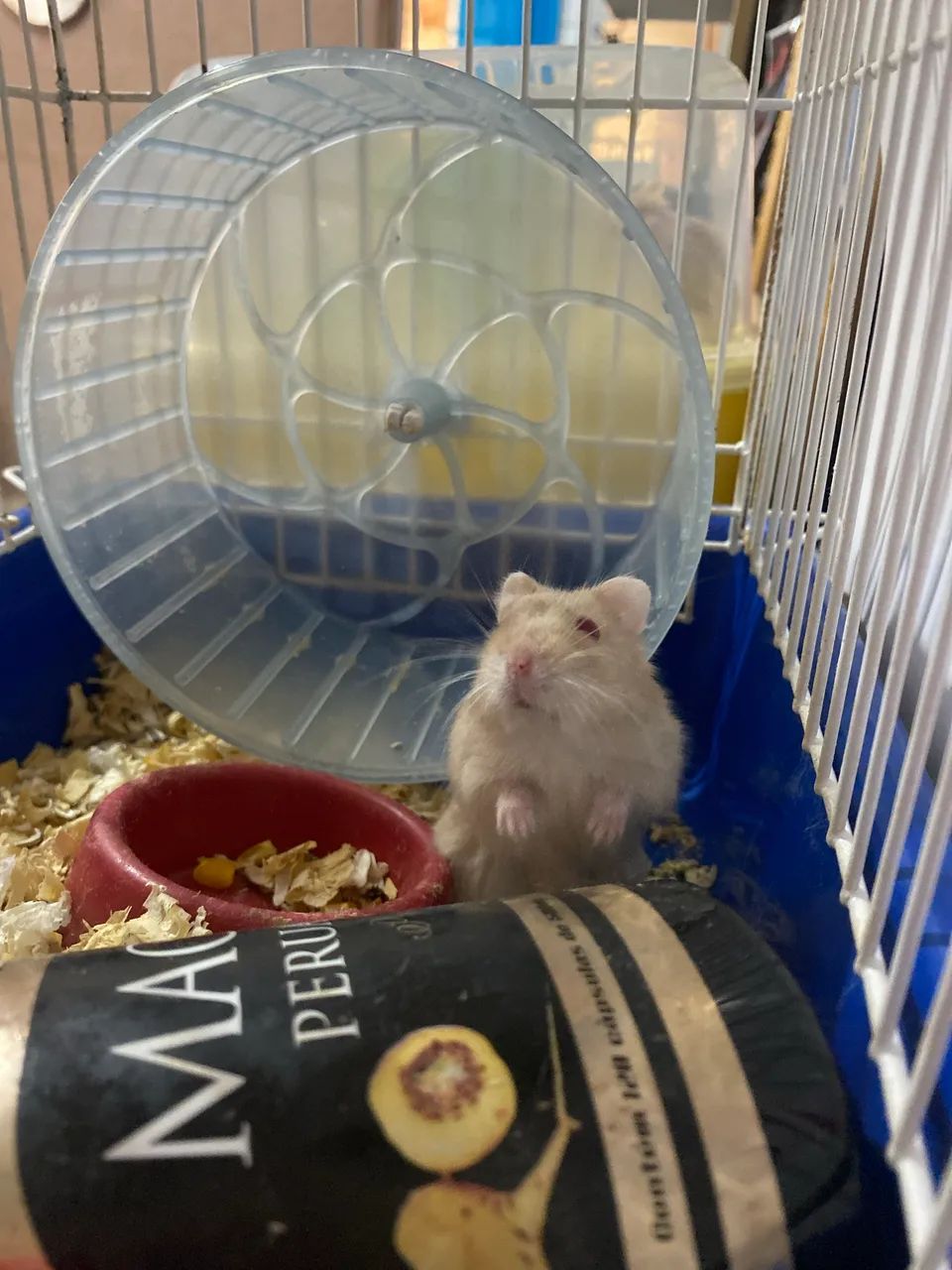 Hamster filhotes  - Foto 4