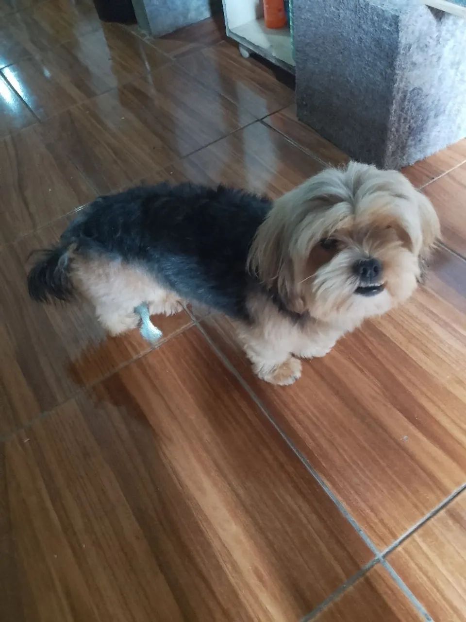 Cachorro  - Foto 5