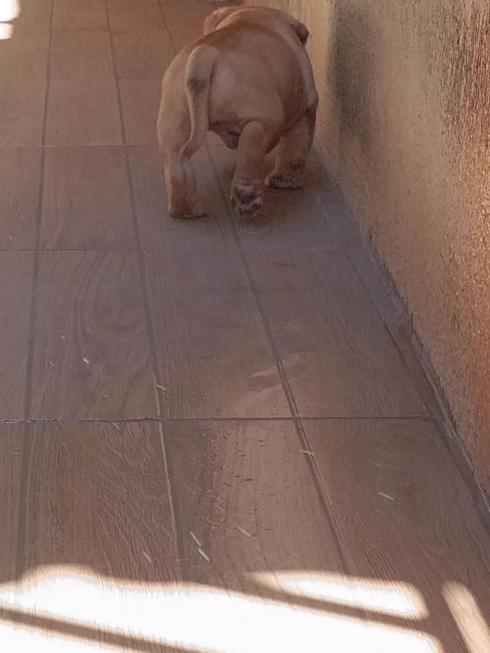 FILHOTES PITMONSTER MACHO  - Foto 5