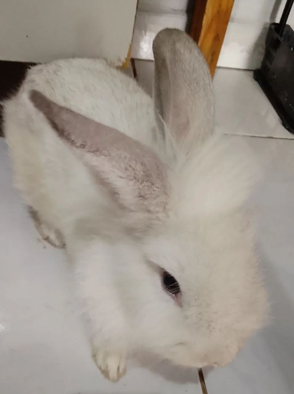 Coelha fêmea  - Foto 2