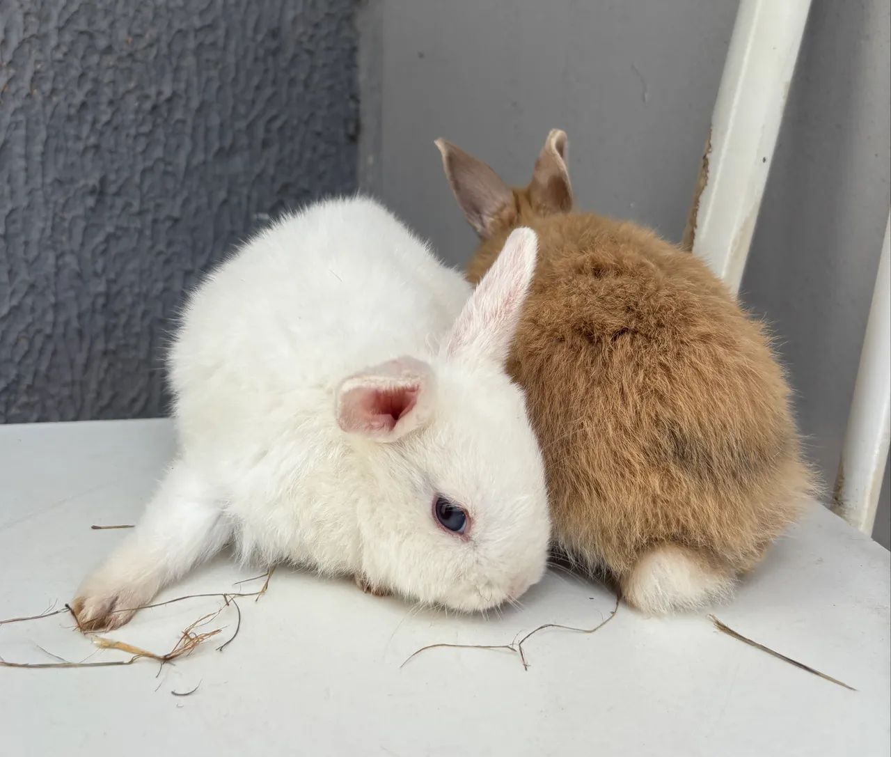 Filhotes de mini coelho, ótimos pets  - Foto 2