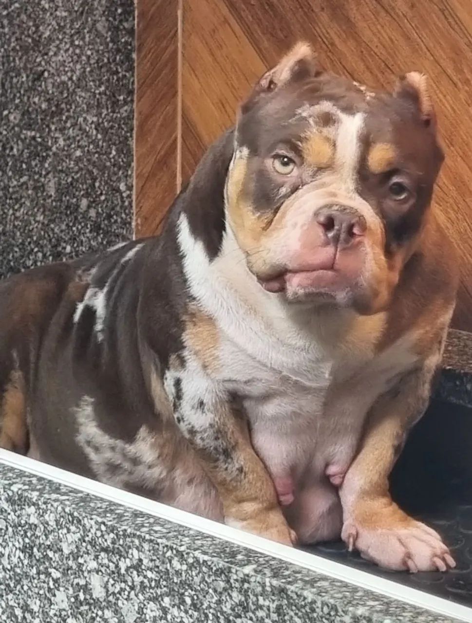 American Bully Micro -Adulta