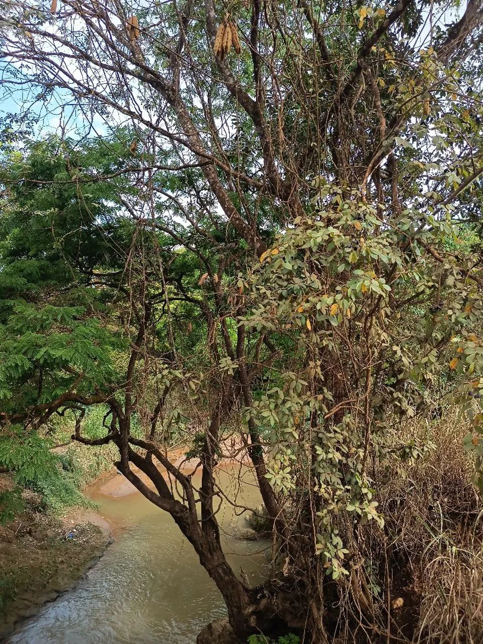 Linda chácara  - Foto 2