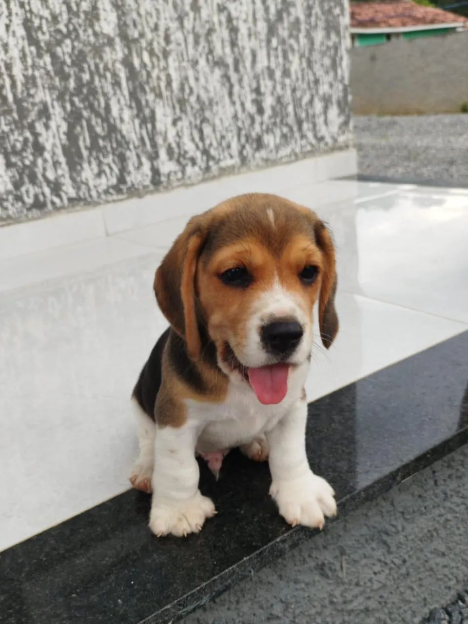 Beagle lindo 