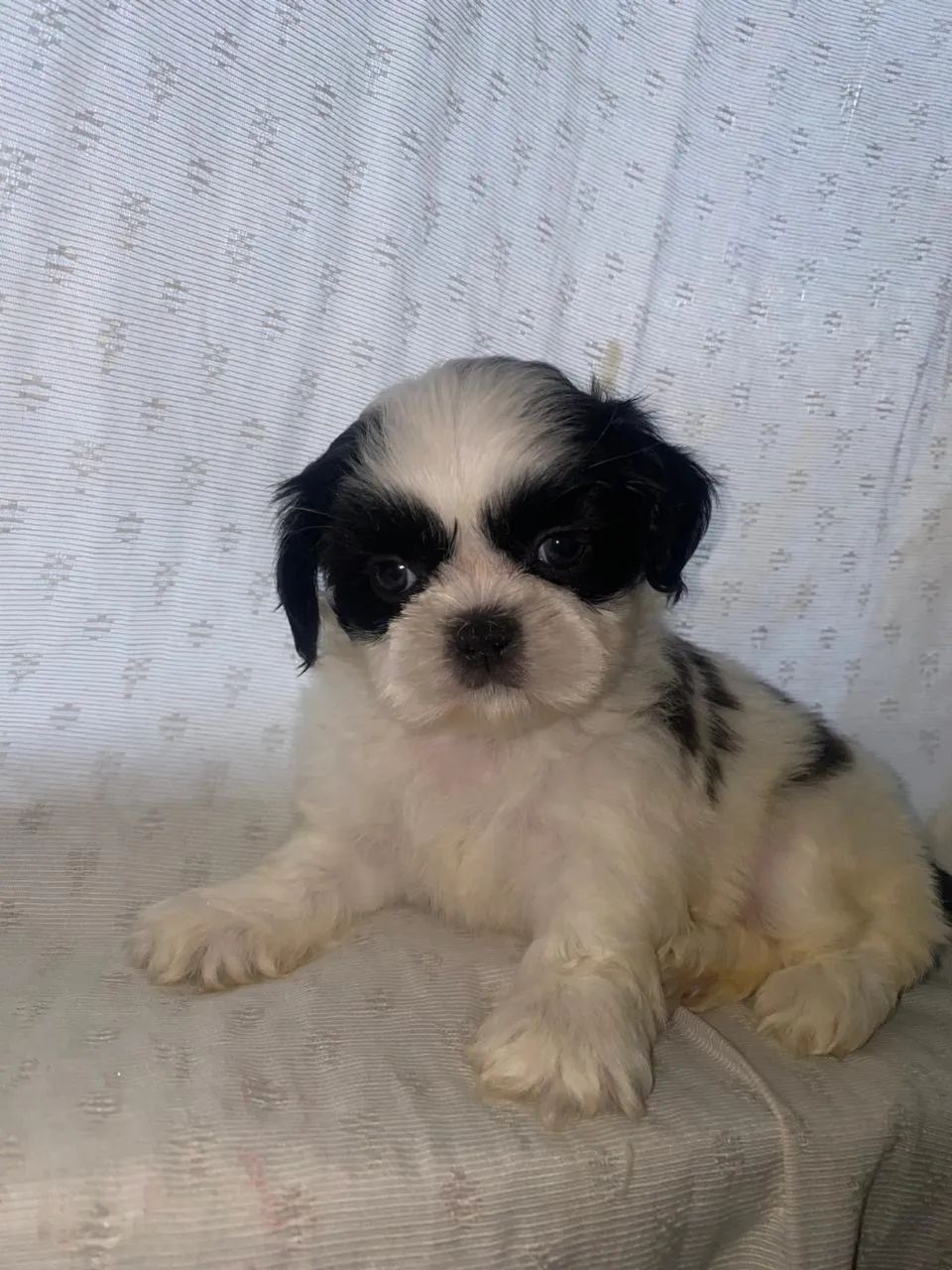 VENDO SHITSZU  - Foto 3