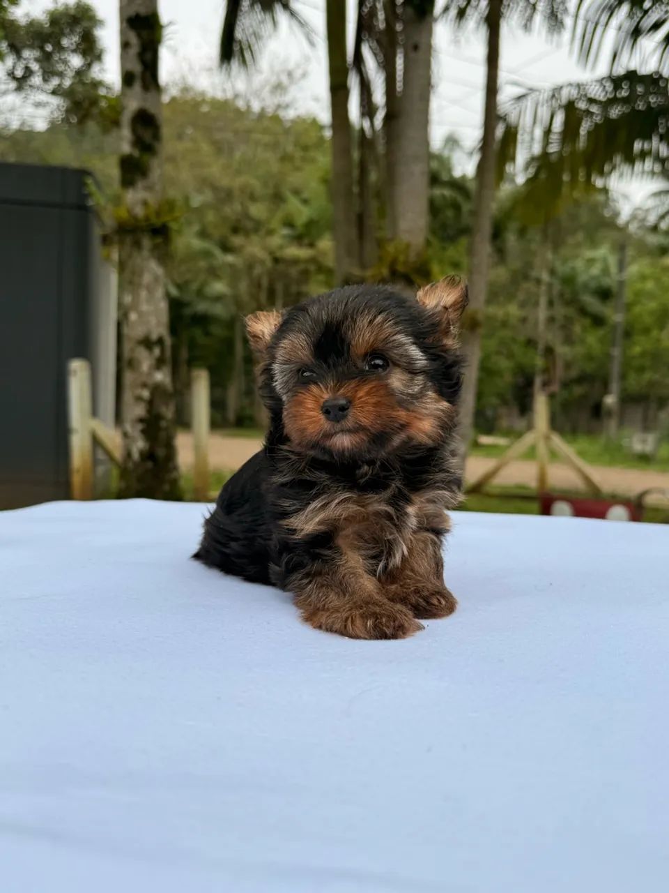 Yorkshire Terrier - macho