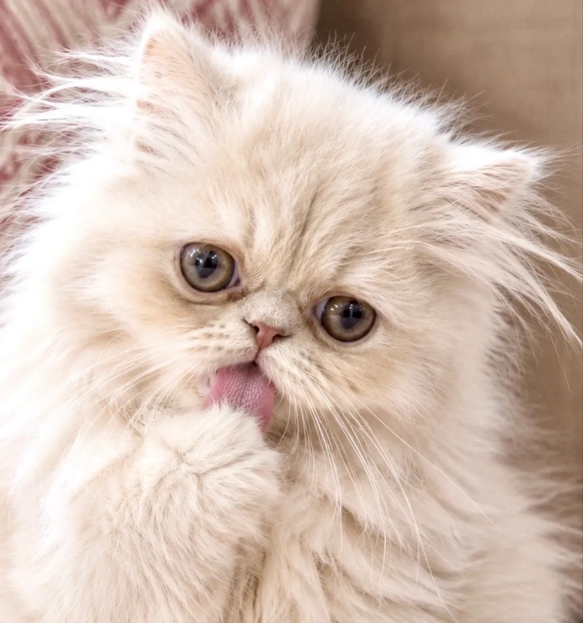 Gato persa 