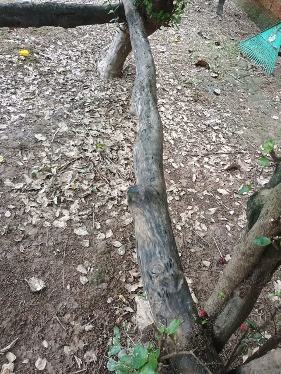 Tronco de Goiabeira pra aquários 2,75Mt 