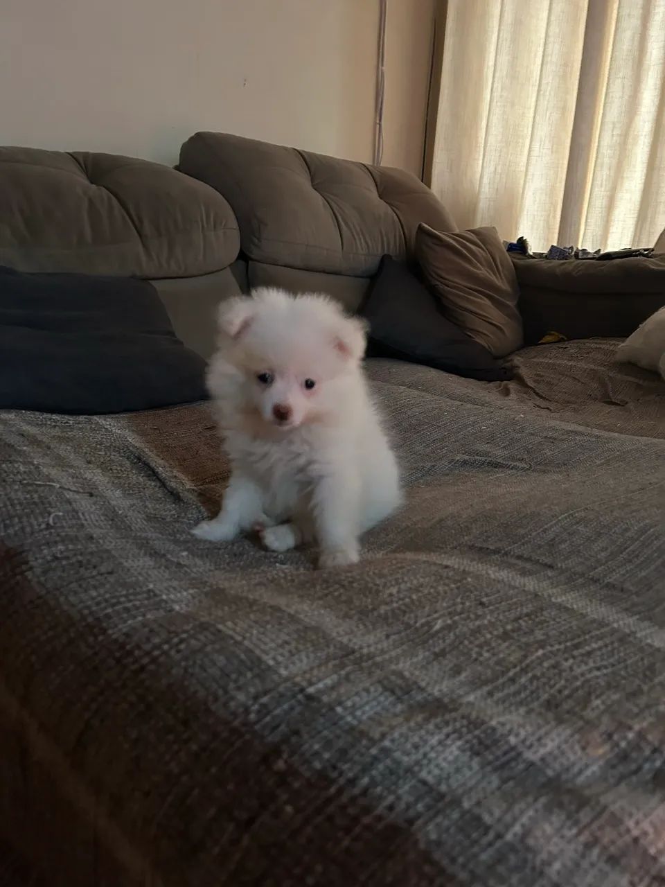 Spitz alemão anã  - Foto 4