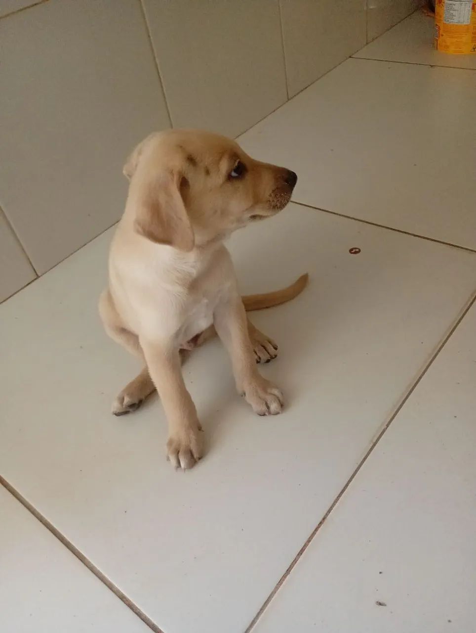 Doação de cães  - Foto 3