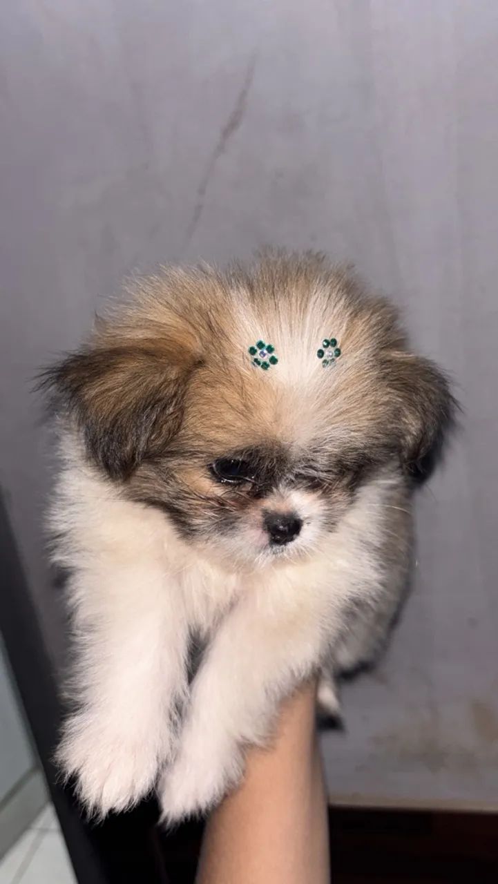 Cachorra Luna  - Foto 2